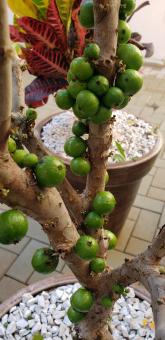 Free Stock Photo of JABUTICABA