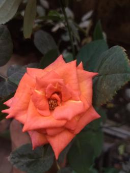 Free Stock Photo of Rose 