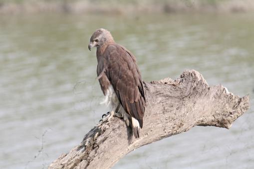 Free Stock Photo of grey headed fish eagle