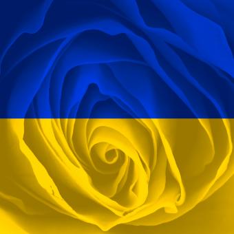 Free Stock Photo of Ukraine Rose