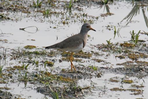 Free Stock Photo of Red wattled lapwing  female