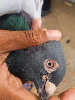 Free Stock Photo of Racing Homer Pigeon Eye