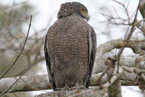 Free Stock Photo of Crested serpent eagle