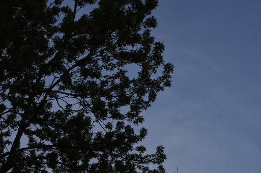 Free Stock Photo of Dark Tree Background