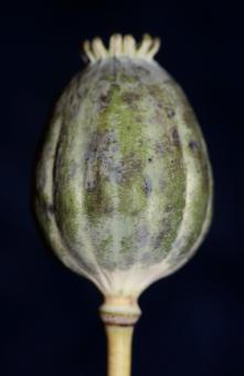 Free Stock Photo of Opium fruit papaver somniferum family papavaraceae close up