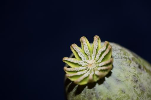 Free Stock Photo of Opium fruit papaver somniferum family papavaraceae close up 