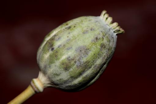Free Stock Photo of Opium fruit papaver somniferum family papavaraceae close up 