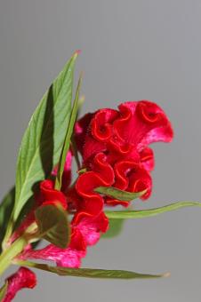 Free Stock Photo of Red flower blossom close up celosia argentea family amaranthaceae 