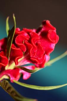 Free Stock Photo of Red flower blossom close up celosia argentea family amaranthaceae bota