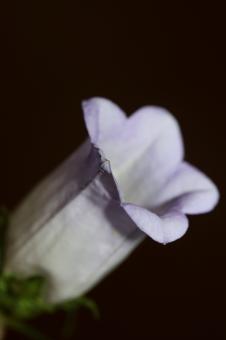 Free Stock Photo of Flower blossom close up Campanula medium family 