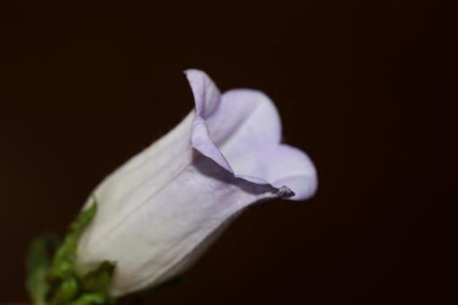 Free Stock Photo of Flower blossom close up Campanula medium family 