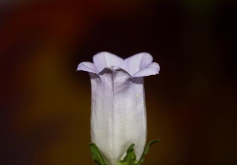 Free Stock Photo of Flower blossom close up Campanula medium family campanulaceae 