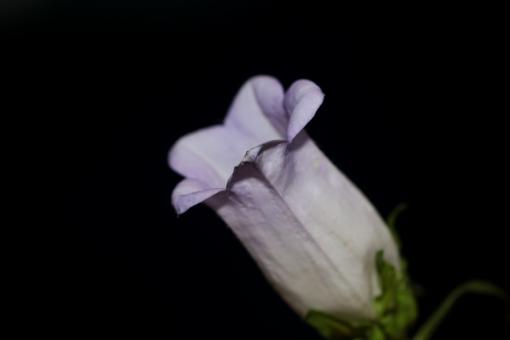 Free Stock Photo of Flower blossom close up Campanula medium family 