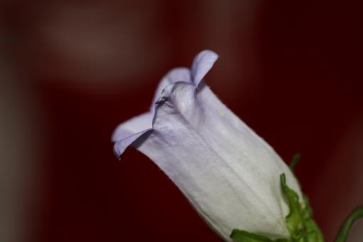 Free Stock Photo of Flower blossom close up Campanula medium family 