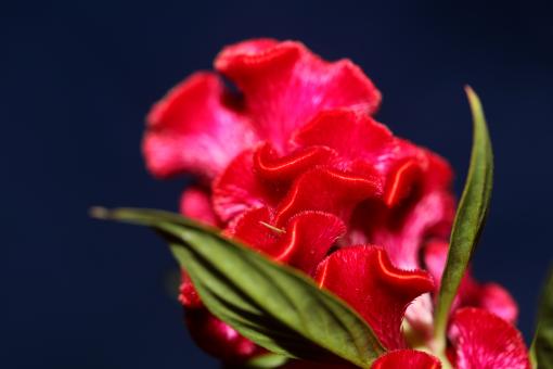 Free Stock Photo of Red flower blossom close up celosia argentea family