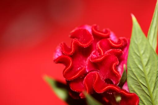 Free Stock Photo of Red flower blossom close up celosia argentea family