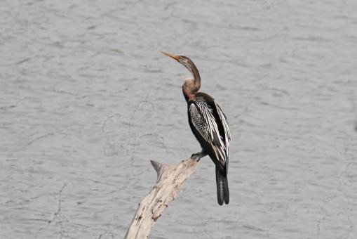 Free Stock Photo of Darter