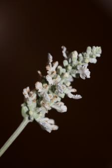 Free Stock Photo of White flower blossoms salvia divinorum family lamiaceae close up botan
