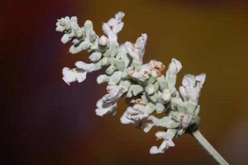 Free Stock Photo of White flower blossoms salvia divinorum family lamiaceae close up 