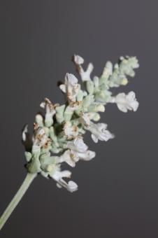 Free Stock Photo of White flower blossoms salvia divinorum family lamiaceae close up