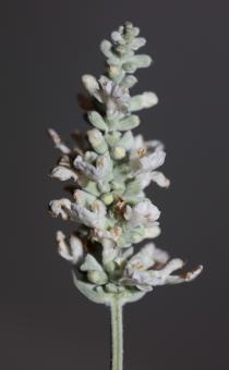 Free Stock Photo of White flower blossoms salvia divinorum family lamiaceae close up 