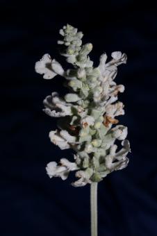 Free Stock Photo of White flower blossoms salvia divinorum family lamiaceae close up 