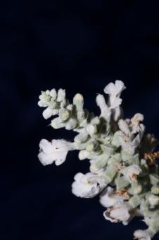 Free Stock Photo of White flower blossoms salvia divinorum family lamiaceae 