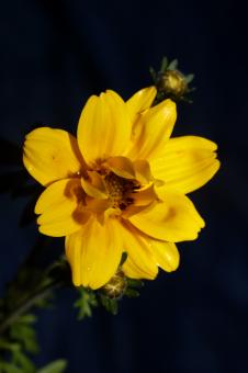 Free Stock Photo of Yellow flower blossoming cosmos caudatus family 