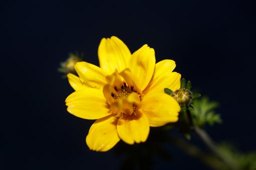Free Stock Photo of Yellow flower blossoming cosmos caudatus family 