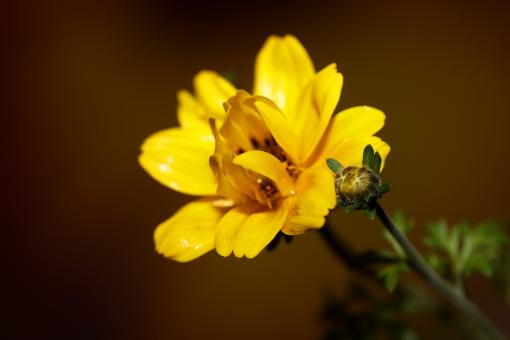 Free Stock Photo of Yellow flower blossoming cosmos caudatus family
