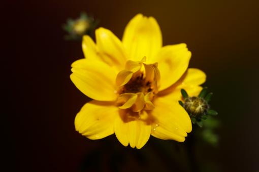 Free Stock Photo of Yellow flower blossoming cosmos caudatus family compositae close up 