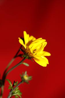 Free Stock Photo of Yellow flower blossoming cosmos caudatus family 