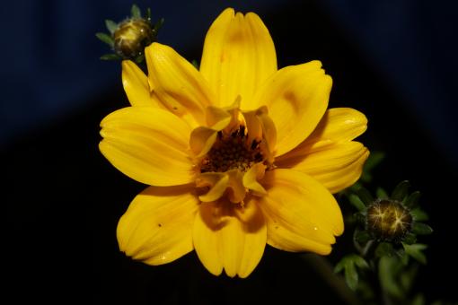 Free Stock Photo of Yellow flower blossoming cosmos caudatus family 