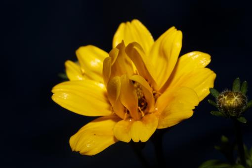 Free Stock Photo of Yellow flower blossoming cosmos caudatus family compositae
