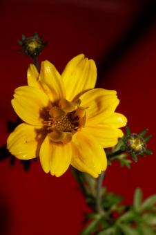 Free Stock Photo of Yellow flower blossoming cosmos caudatus family compositae close up