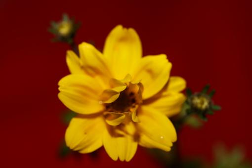 Free Stock Photo of Yellow flower blossoming cosmos caudatus family 