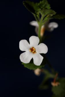 Free Stock Photo of Flower blossoms sutera grandiflora family scrophulariaceae close up 