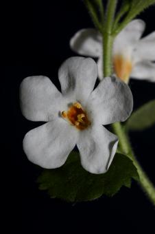Free Stock Photo of Flower blossoms sutera grandiflora family scrophulariaceae close up