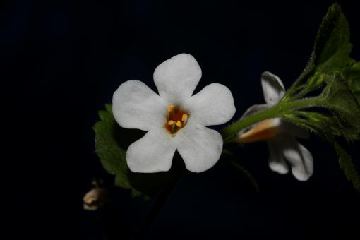 Free Stock Photo of Flower blossoms sutera grandiflora family scrophulariaceae close up 