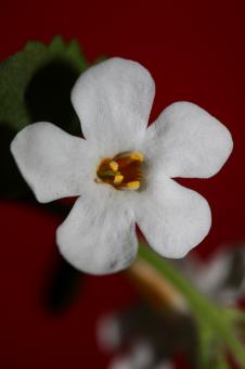 Free Stock Photo of Flower blossoms sutera grandiflora family scrophulariaceae