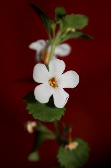 Free Stock Photo of Flower blossoms sutera grandiflora family scrophulariaceae close up 