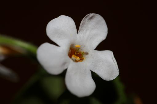Free Stock Photo of Flower blossoms sutera grandiflora family 