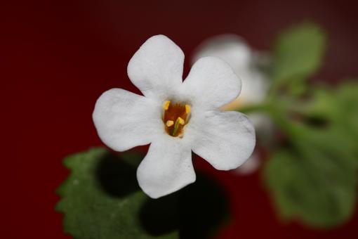 Free Stock Photo of Flower blossoms sutera grandiflora family 
