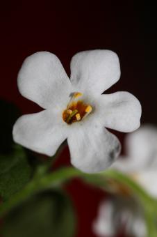 Free Stock Photo of Flower blossoms sutera grandiflora family scrophulariaceae close up 