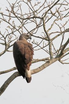 Free Stock Photo of Grey headed fish eagle