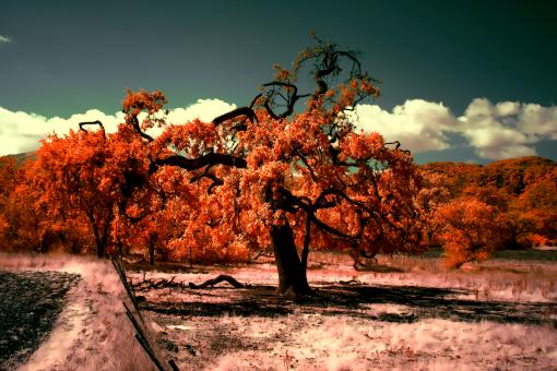 Free Stock Photo of Enchanting tree