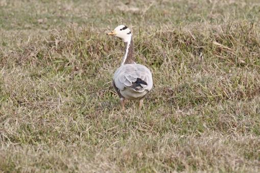 Free Stock Photo of Bar headed goose