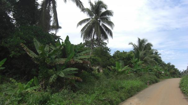 Free Stock Photo of Peaceful road of a village - Cameroon