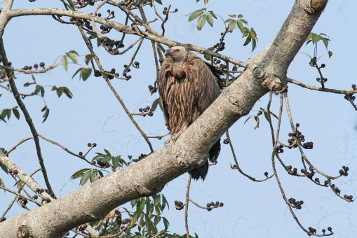 Free Stock Photo of Himalayan vulture