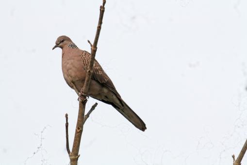 Free Stock Photo of Spotted dove